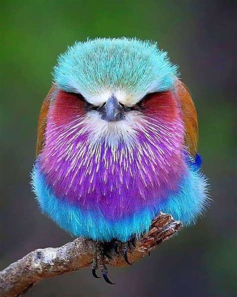 The Beautiful Lilac Breasted Roller Bird ~