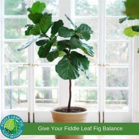 Pruning And Shaping Your Fiddle Leaf Fig Plant In 2020 Fig Plant