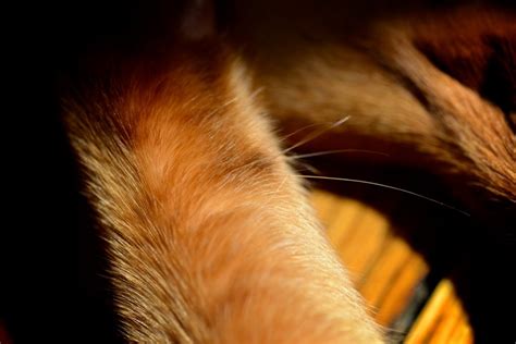 The veterinarians call them vibrissae. Cat Whiskers Versatile Functions: Abyssinian Johnny's ...
