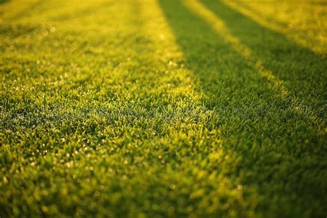 5 Tips For A Greener Lawn Greenthumbblog