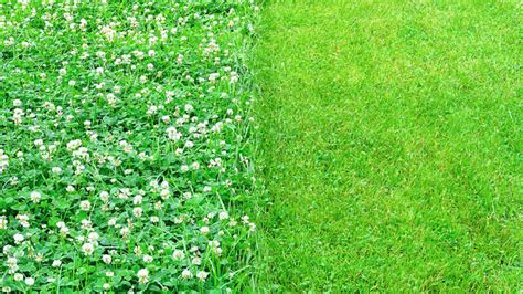 Why Should You Consider A Microclover Lawn Tamborasi