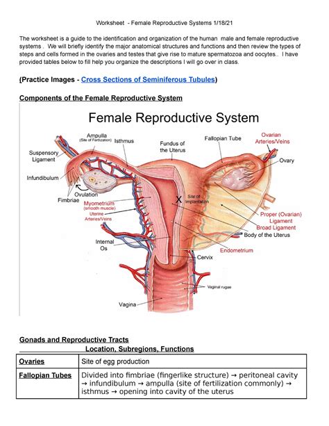 female reproductive systems worksheet tuesday week 3 w21 worksheet female reproductive