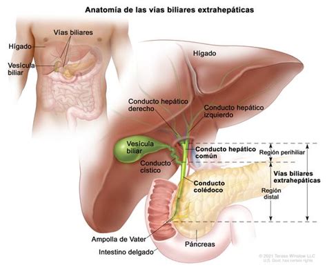 Ves Cula Biliar En Repleci N Causas S Ntomas Y Tratamiento Dr