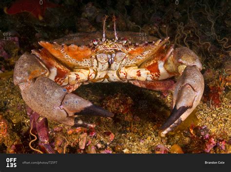Pacific Rock Crab Cancer Antennarius Stock Photo Offset