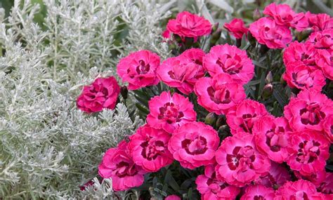 Dianthus Early Love Groupon Goods