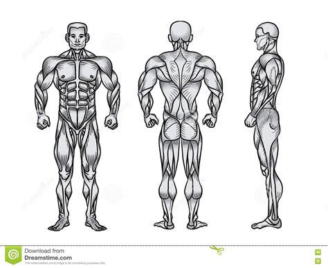 Muscles of the human body (front view). Anatomy Of Male Muscular System, Exercise And Muscle Guide. Stock Illustration - Illustration of ...