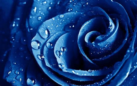 Rose Blue Zoom Flower Nature Rose Blue Zoom Hd Wallpaper