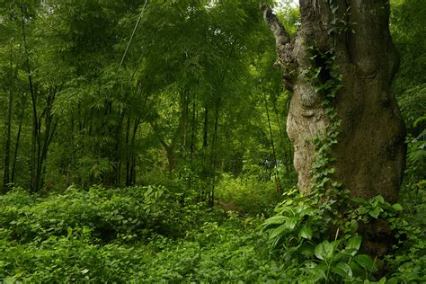 Image Jungle Nature Tropics Forests Trunk Tree Bush Trees