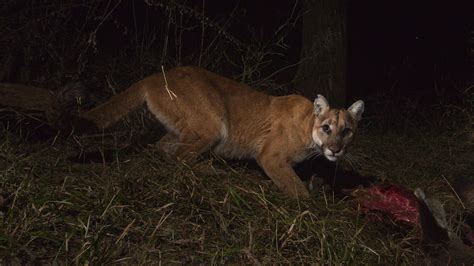 Californias Cougars Need Help Crossing The Street For The Curious