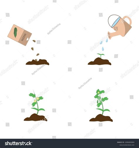 Cucumber Plant Growth Stages Infographic Elements Stock Vector Royalty
