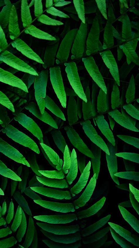 Discover soon to be trending recipes, style tips, home projects and your next best idea. NINE CO | Greens | Leaf photography, Green leaf wallpaper ...