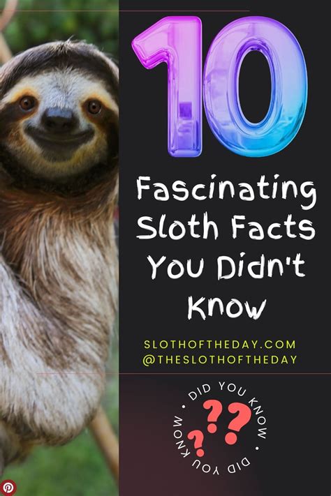 Fascinating Sloth Facts You Did Not Know Sloth Of The Day