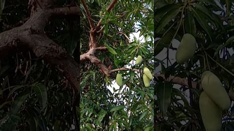 Ketika hujan turun, hujan akan melewati beberapa tahap melalui berbagai proses terjadinya hujan agar proses hujan bisa berjalan secara maksimal dan hujan akan turun pada kurun waktu yang tepat. Pokok mempelam muda yg subur selepas hujan 👍 - YouTube