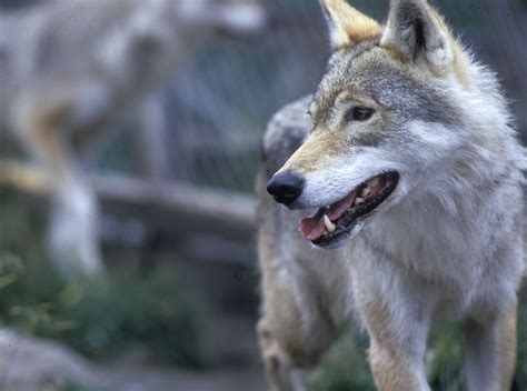 47 wolves can be killed - Norway Today