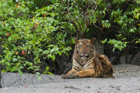 Bengal Tigers In The Sundarbans Mangroves One Earth