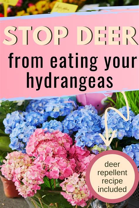 Maybe you would like to learn more about one of these? How To Stop Deer From Eating Hydrangeas (Other Plants Too ...