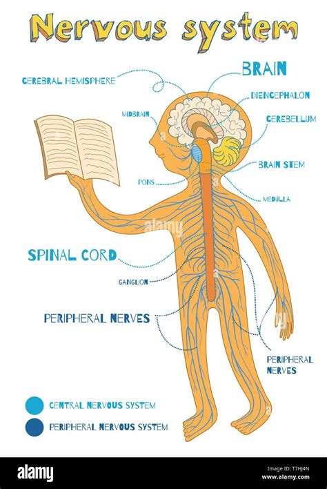 Printable Nervous System Diagram