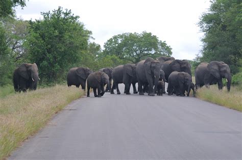 On another spectacular day in the kruger we had had an unbelievable game drive. File:2013-02-24 06-16-11 South Africa Mpumalanga - Kruger National Park.JPG - Wikimedia Commons