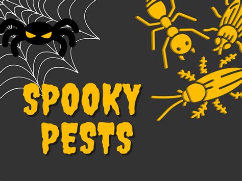 Spooky Pests That Can Give Homeowners A Scare This Halloween