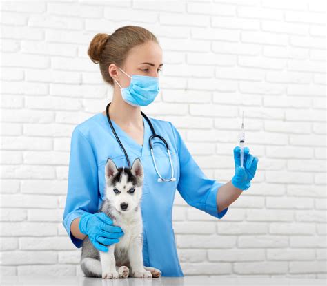 Puppy Vaccinations When And How To Vaccinate Your Dog