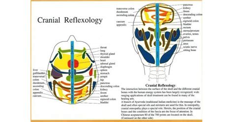 Cranial Reflexology By Jan Baarle Author