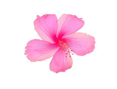 Pink Hibiscus Stock Photo Image Of Relax Closeup Pistil 43613862