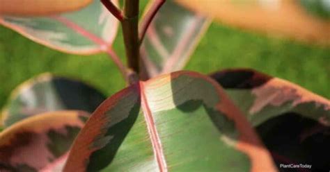 How To Grow And Care For Ficus Elastica Ruby Plants