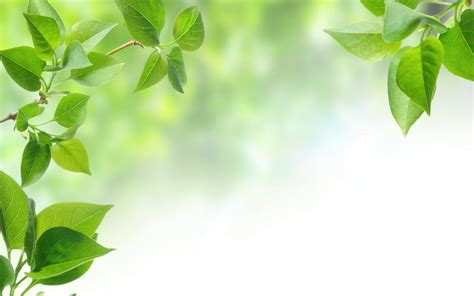 Green Leaves Background