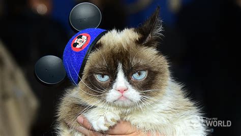 Internet Star Grumpy Cat Dies At Age Of Seven Thai Pbs World The