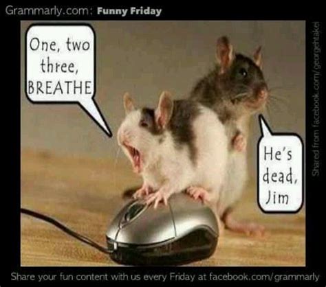 Funny Quotes About Mice Shortquotescc