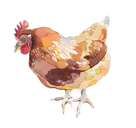 Watercolour Illustrations Holly Exley Illustrator Chickens