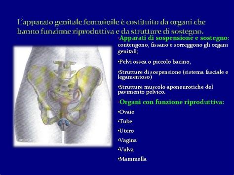 Anatomia Dellapparato Genitale Femminile Lapparato Genitale Femminile