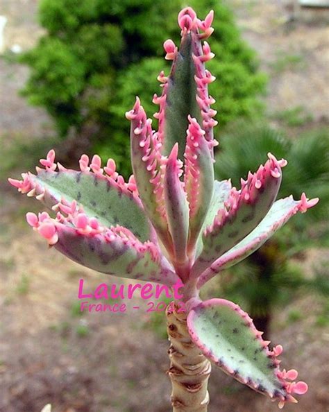 ··· artificial cactus plant with pink flower fake cacti for sale. Pink butterfly succulent - Google Search | Succulent ...