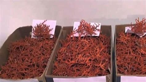 متنزه العقبة البحري يحافظ على البيئة البحرية والشاطئية * 127 نوعا من المرجان و450 من الأسماك تعيش في خليج العقبة تقرير: طبرقة: حجز كمية من المرجان المهرب - أفريكان مانجر
