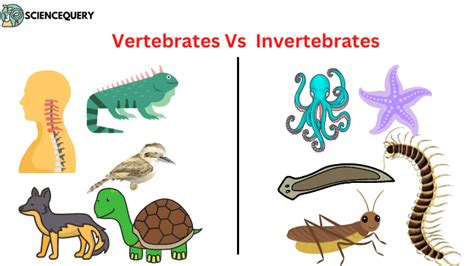 Vertebrates Vs Invertebrates Science Query