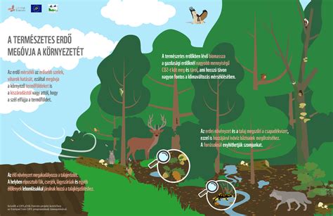 What Do We Owe To The Forests Infographics Series On Natural Forest