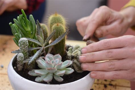 Though many gardeners grow cactus from seeds we recommend cuttings as the chances of how to prepare cactus cuttings? Can You Grow A Cactus From A Cutting? | CactusWay