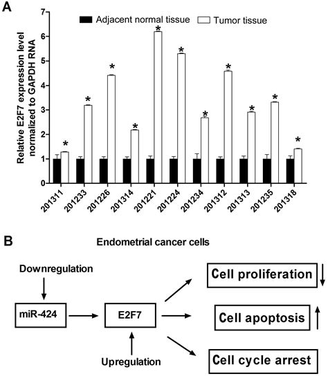 microrna 424 may function as a tumor suppressor in endometrial carcinoma cells by targeting e2f7