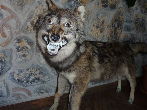 29 Hilarous Taxidermy Fails Gallery Ebaums World