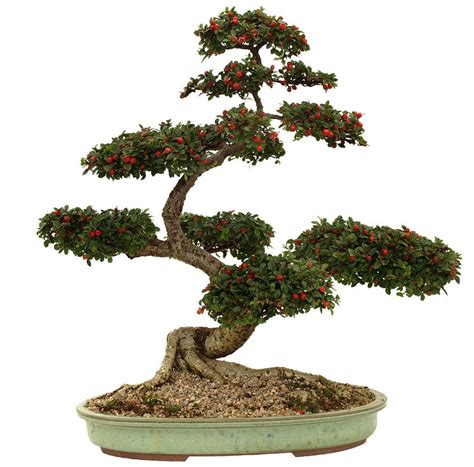 11 Types Of Bonsai Trees That Are Best For Beginners How To Shop For