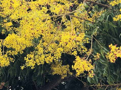 This maze of rivers, bayous, creeks, streams, lakes, and wetlands is home to an abundance of plant and animal life. Pin by Tara Ongko on Flower and plants | Flowering trees ...