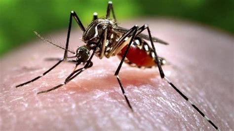 Zika Virus Florida Reports New Cases As Gov Rick Scott Visits