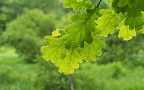 Oak Leaf Wallpapers