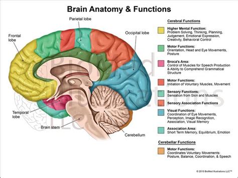 Brain Diagram Labeled With Functions Wiring Service