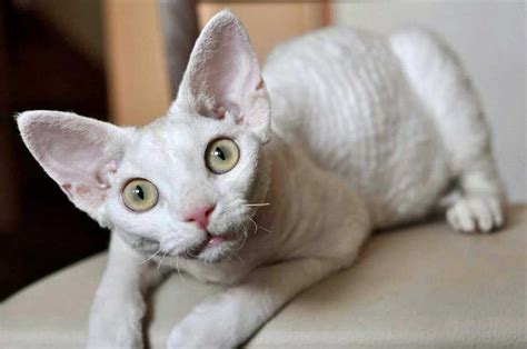 Devon Rex Cat Breed Information And Facts Pictures Pets Feed