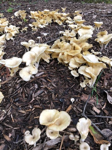 Found In Northern Virginia What Kind Of Mushroom Is It My Neighbor