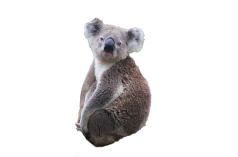 Koala Png 10 Free Cliparts Download Images On Clipground 2024