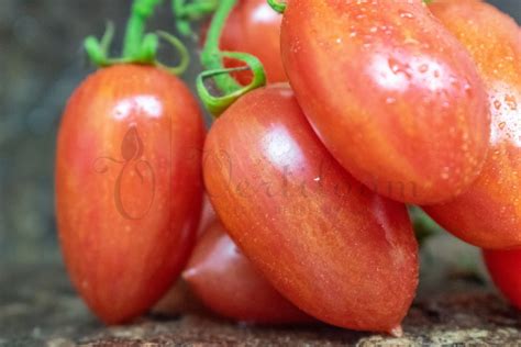 Maglia Rosa Cherry Tomato Vertiloom