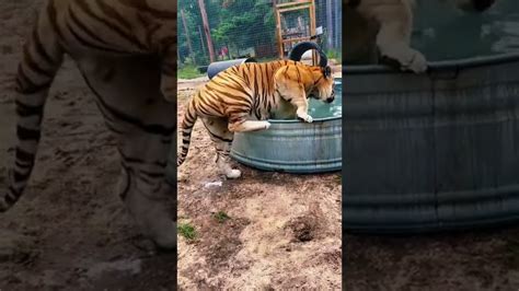 HUGE Tiger Cooling Off AMAZING YouTube