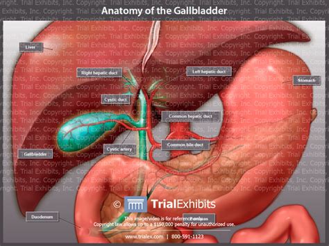 Anatomy Of The Gallbladder Trial Exhibits Inc
